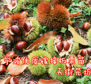 宁波板栗树苗毛栗苗栗子树苗 板栗树苗拍二棵包邮果树果苗