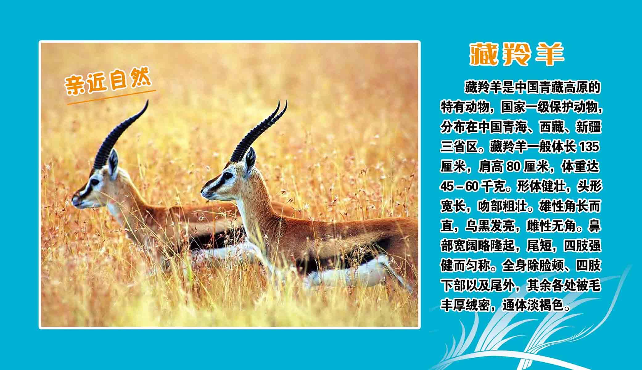 海报印制208海报展板素材(制作)5382亲近自然藏羚羊