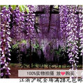 Bình thủy tinh siêu mỏng phần [bóng nhỏ] chai cho cây thủy canh - Vase / Bồn hoa & Kệ chậu nhựa trắng