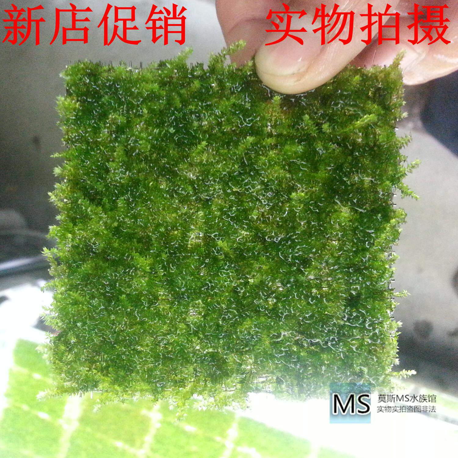 水晶小三角松茸莫丝莫斯造景