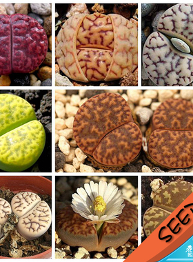 柘榴玉系混合 生石花 石头花种子 Lithops bromfieldii mix 20粒