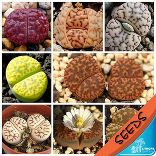 柘榴玉系混合 生石花 石头花种子 Lithops bromfieldii mix 20粒