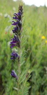 冷背中药材 甘青青兰 别名 在羊古 唐古特青兰 500克 正品