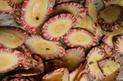 野生昆明大血藤中药材