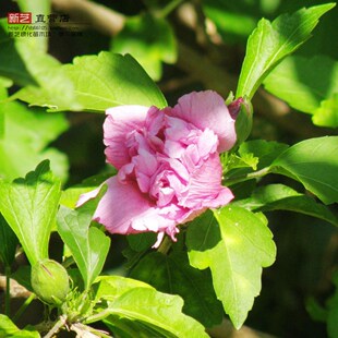 绿化苗当年开花木槿木槿花苗无穷花沙漠玫瑰花大花木槿花多花朵大