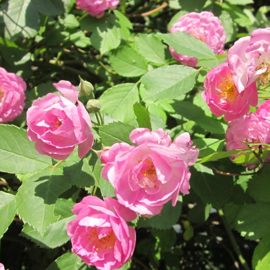 爬藤玫瑰苗藤本月季花苗爬藤欧月大苗花卉循环当年开花8年大苗-封面