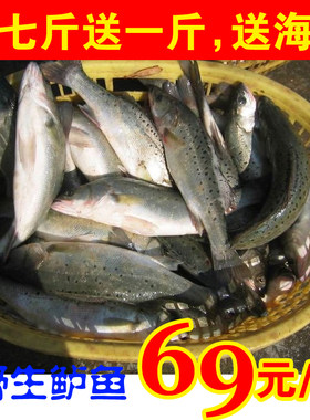 烟台莱州野生海鲈鱼新鲜
