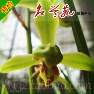 【名兰苑】兰花 兰草 蕙兰老种 适圆梅 梅瓣特价