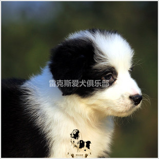 幼犬实照 赛级双血统边牧边境牧羊犬dora和markko幼犬黑白色4MM