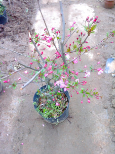 铁杆海棠 日本海棠垂丝海棠 树苗盆栽 结绣球状果实 香味浓