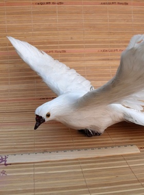 模型仿真鸽子拍摄道具动物标本