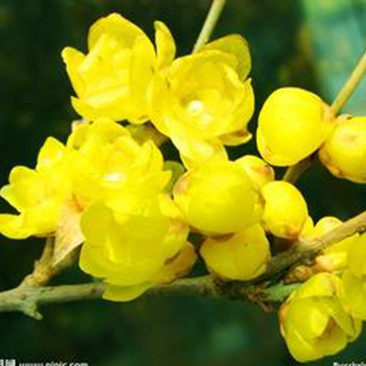 腊梅苗 腊梅花树苗 可盆栽/地栽梅花 、特价蜡梅苗/5元