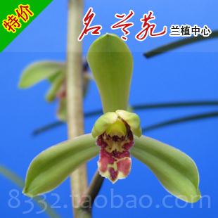 【名兰苑】中国兰花 国兰 兰花 蕙兰/惠兰 元字 南阳梅