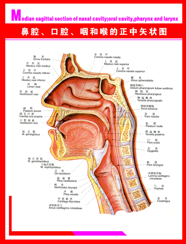 海报印制338报展板135人体科普鼻腔口腔咽喉的正中矢状图 非高清