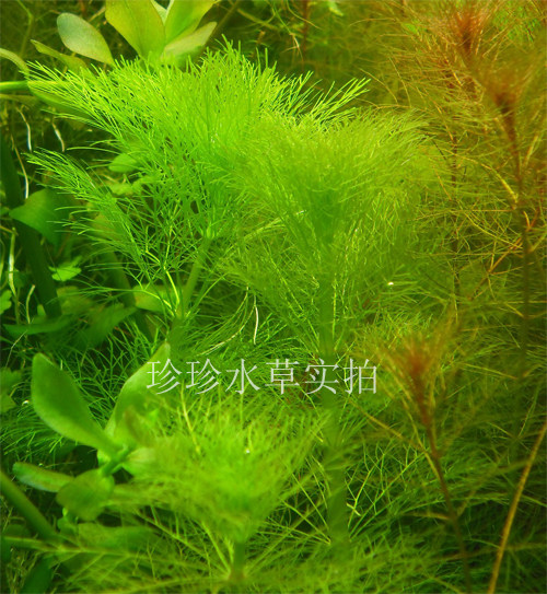 水草大宝塔 宝塔 100%自产水中叶-珍珍水草（1枝）