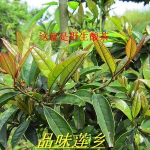 野生酸茶茶叶50克