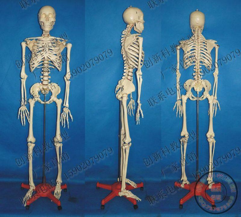 实物拍摄！男性170CM骨骼模型 人体骨骼 人骨架 医用人体标本