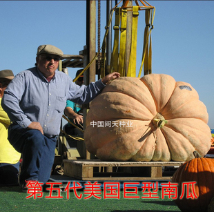 第五代美国巨型南瓜种子 巨无霸南瓜种子 蔬菜种子 大南瓜种子