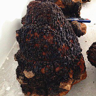 西藏直发纯野生桦褐孔菌 白桦茸 桦树泪 1斤包邮