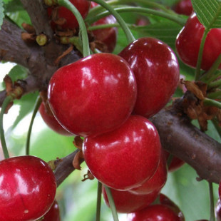 早熟可盆栽树 南方红珍珠樱桃果苗 甜樱桃种苗 湖南果苗