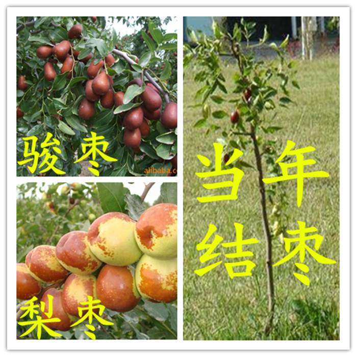 嫁接枣树苗 骏枣 当年结果 大枣树 果树苗 北方 南方 枣树苗包邮