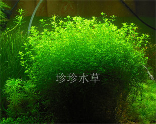 珍珍水草 10枝 水草日本珍珠草 珍珠草