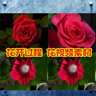 g20 鲜花动态视频 开花背景视频 各种花开过程 花视频素材