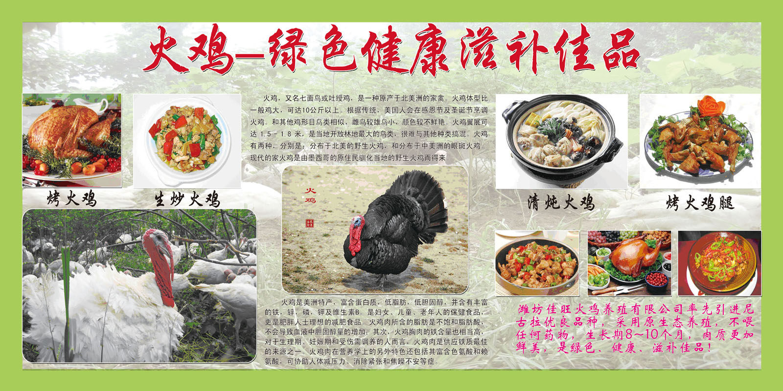 海报印制208海报展板素材(制作)2249 火鸡营养功效简介绍