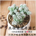 Bình thủy tinh siêu mỏng phần [bóng nhỏ] chai cho cây thủy canh - Vase / Bồn hoa & Kệ chậu nhựa trắng