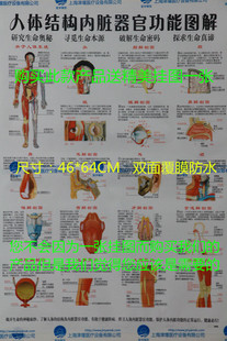 医用 人体器官结构挂图 人体内脏系统挂图 头咽喉人体骨骼模型