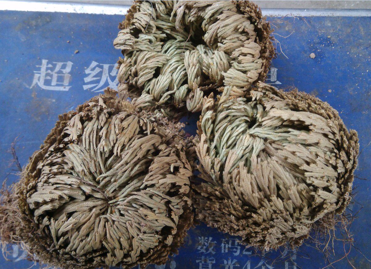 正品中药材九死还魂草 卷柏 打不死长命草 长生不死草干品500克