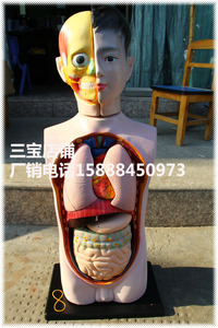 旺丰教具 幼儿科学 实验仪器 设备 人体半身模型