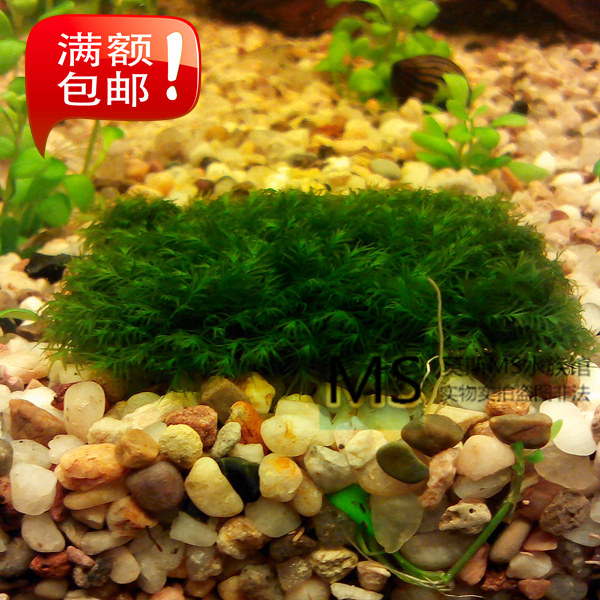 迷你美凤莫斯莫丝水草迷你小凤尾苔网片沉木水族箱鱼缸造景阴性