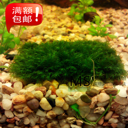 迷你美凤莫斯莫丝水草凤尾苔阴性