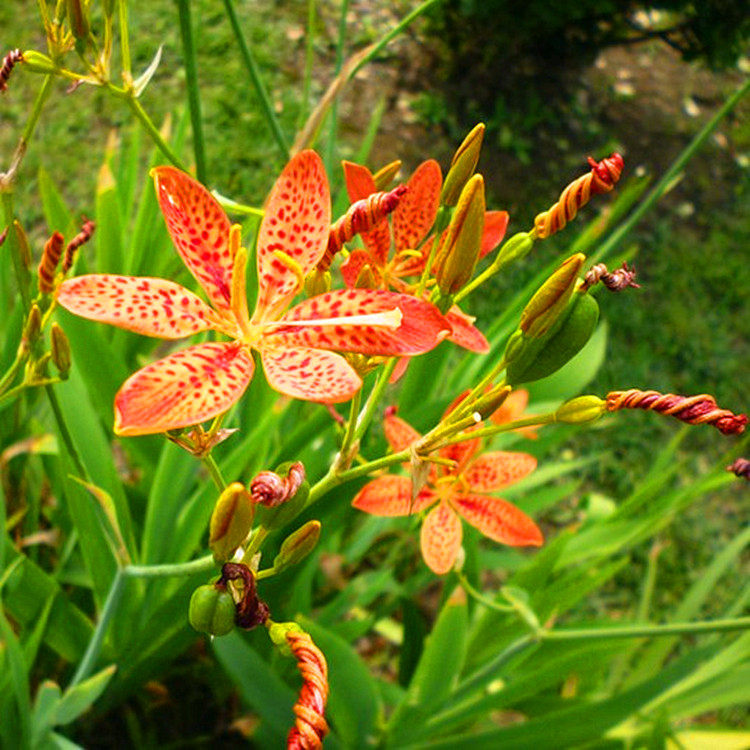 射干花苗 扁竹叶 2元1株 客厅 庭院植物 绿植盆栽花卉特价促销