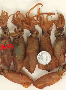 鲜美小乌鱼/乌贼/墨鱼/比管鱼/海兔/籽乌((250克,野生,味美)