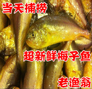 舟山当日海捕 新鲜梅童鱼梅子鱼 大棘头 大头宝 宝宝补营养