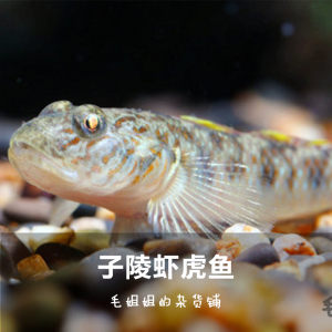 子陵虾虎鱼淡水观赏鱼冷水原生