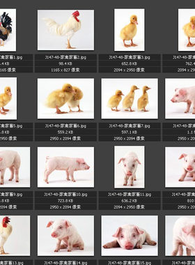 家禽家畜素材图片 公鸡 小鸡 鸭子 猪 牛 羊图片 专业素材图库