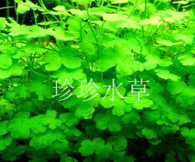 水草 天胡荽 天胡茜 （100%水中叶自家生产一株）珍珍水草