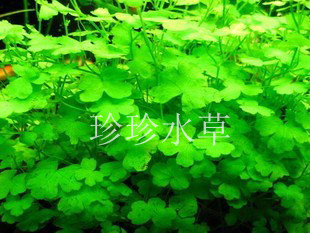 水草 天胡荽 天胡茜 （100%水中叶自家生产一株）珍珍水草