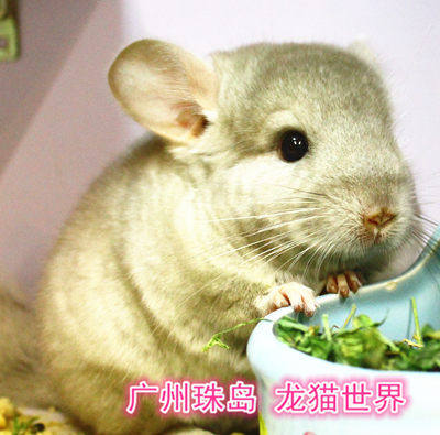 3个月大a级龙猫宝宝mm米色广州