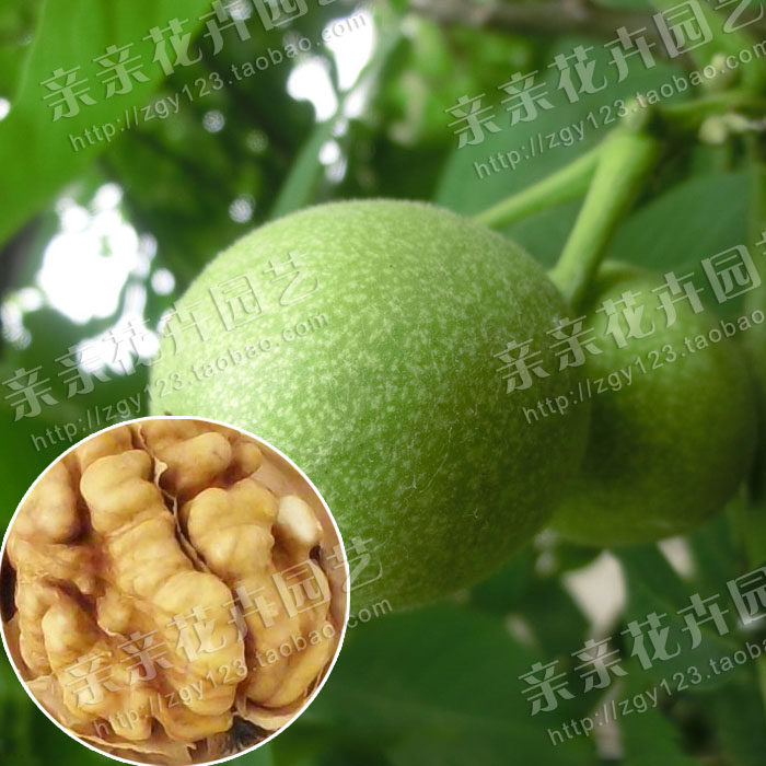 果树苗木 嫁接核桃树苗--纸皮核桃苗 果实个大,壳薄如纸,指捏即破