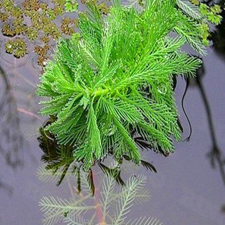 水族箱鱼缸造景水草 羽毛草 狐尾藻 水草 水培植物羽毛藻苗