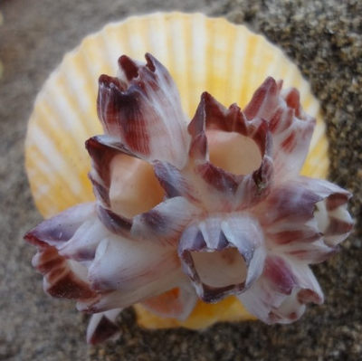 大紫海莲花天然扇贝藤壶珊瑚鱼缸造景屋虾房贝壳海螺标本稀有收藏