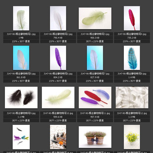 概念静物特写图片素材羽毛图片 杯子牙刷图片设计素材图库