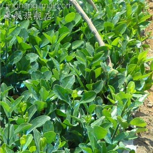 冬青苗冬青床苗大叶黄杨冬青小苗冬青树大叶黄杨苗四季 常篱笆植物