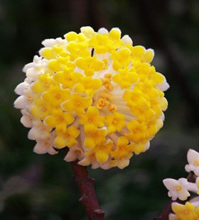 结香打结花打结树黄瑞香喜花梦冬花枝柔软可以打结超可爱玩具花苗