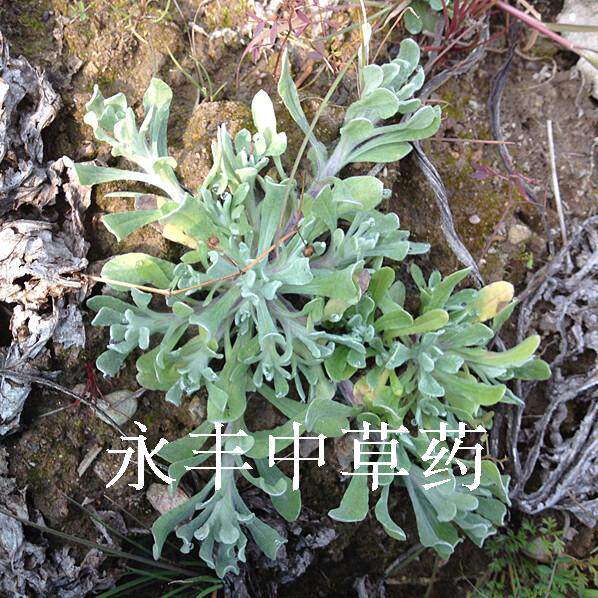 新鲜鼠曲草 清明菜  鼠耳草 棉花菜 清明饼 现采现发 嫩顶