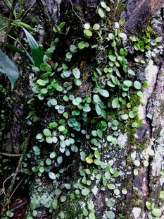 伏石蕨 花卉绿植植物盆栽 南美水陆生态缸吸水石热带雨林造景蕨类